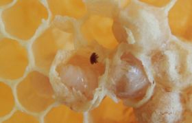 Varroa