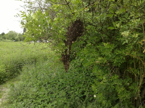 Bienenschwarm im Holunder