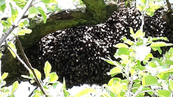 Schwarm im Apfelbaum