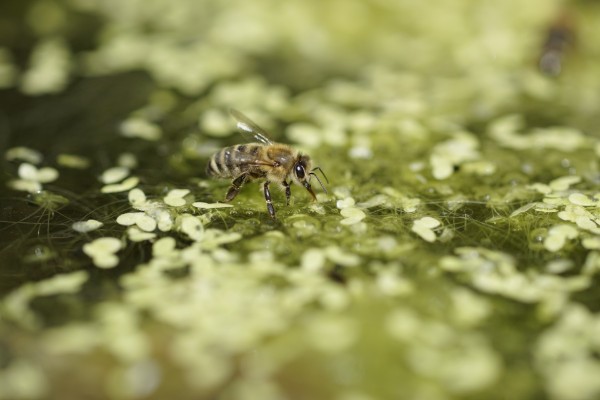 Wassersammlerin am Teich