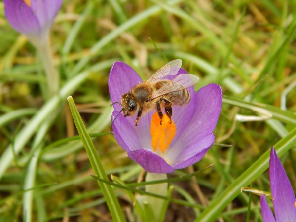 Bienen auf Krokus