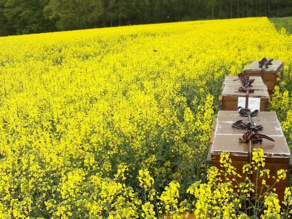 Rapsblüte in Soest